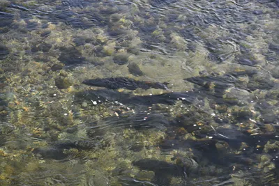 DSC_6530 (Large).JPG